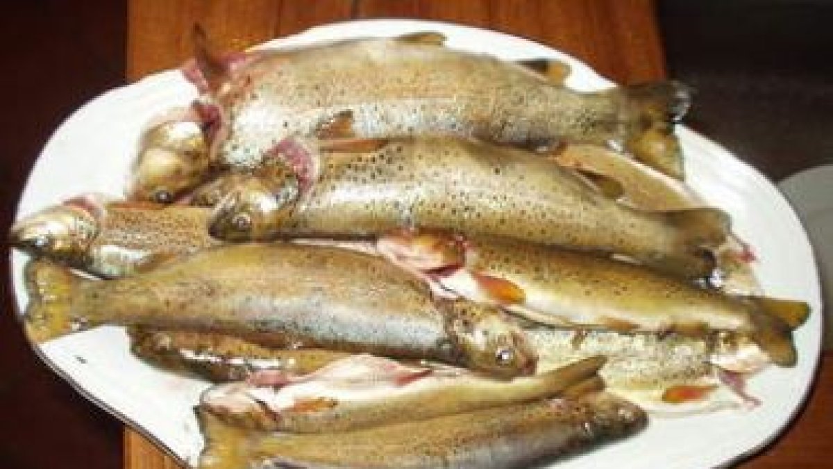 Truchas gallegas, de poca talla pero de exquisito sabor.
