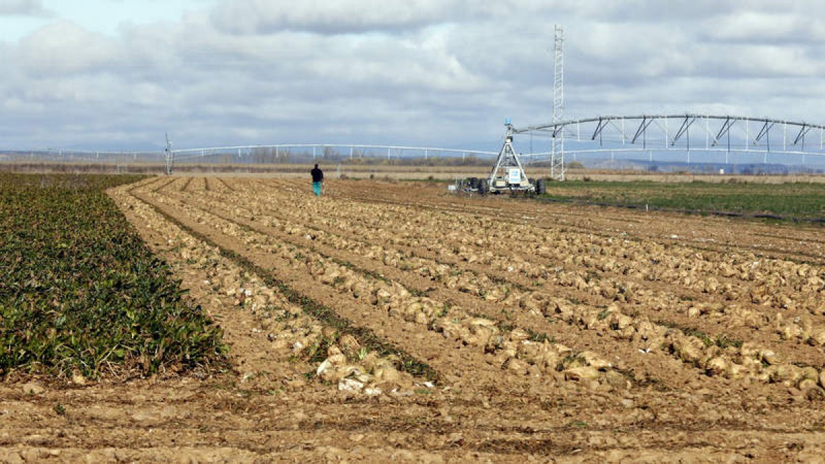 Imagen de archivo de una finca sembrada de remolacha tras ser arrancada. MARCIANO PÉREZ