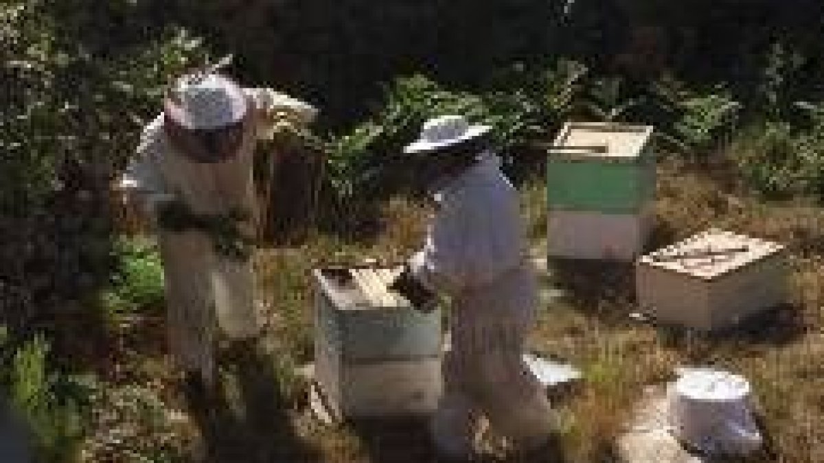 Dos apicultores trabajando en un colmenar de la provincia, en una imagen de archivo