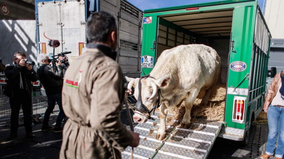 Movimiento de ganado para la exposición de la feria ganadera de París. efe