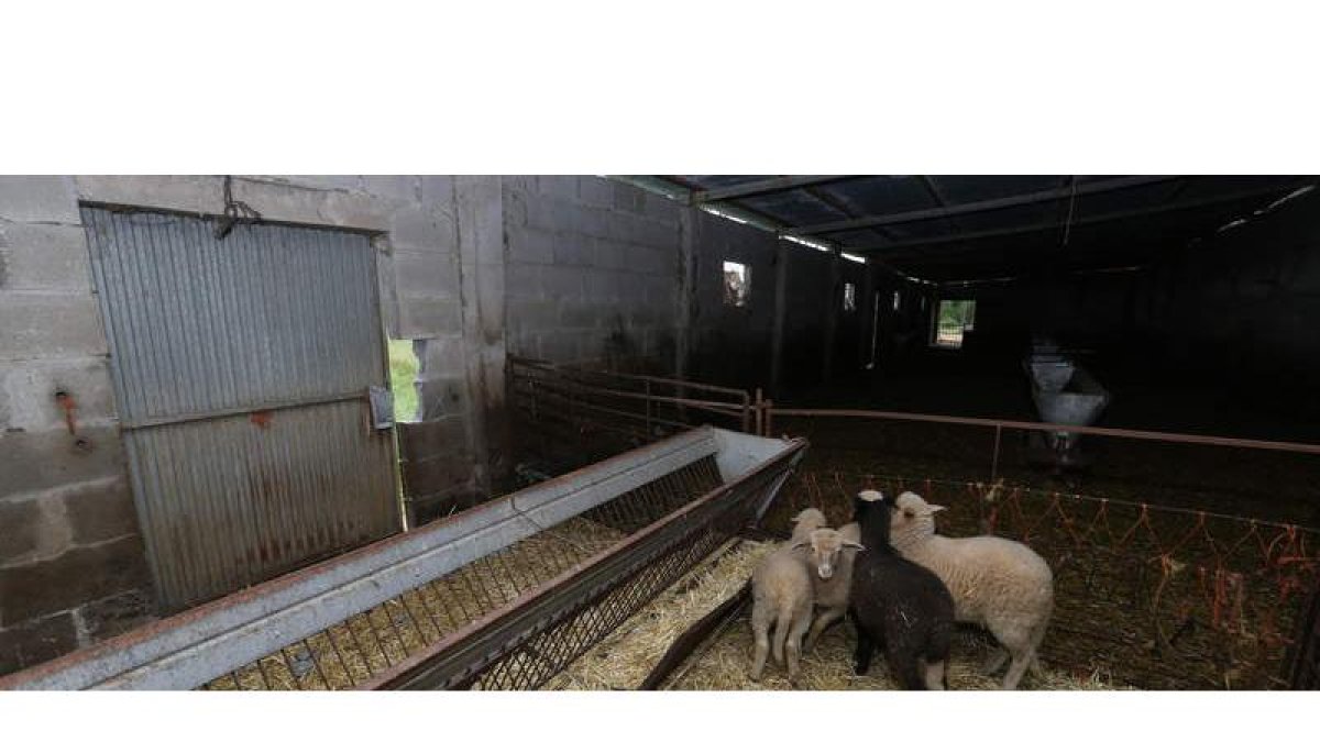 Aspecto que presentaba ayer el interior del establo del que se llevaron los animales, en las cercanías del pueblo de Cueto.