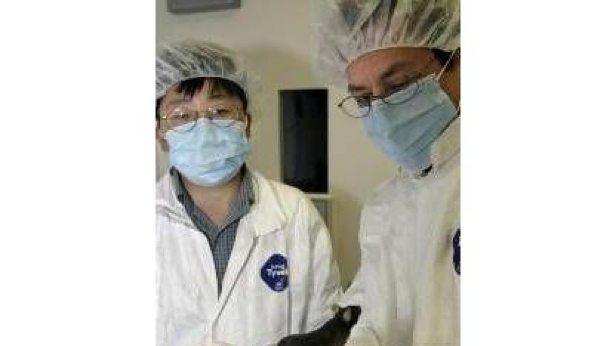 Foto de archivo de un investigador con un ratón modificado