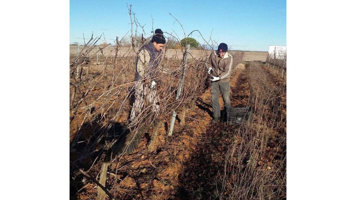 Dos operarios de la bodega recogen los racimos en un viñedo en espaldera en Gordoncillo