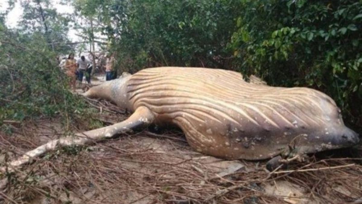 La ballena jorobada que ha aparecido muerta en mitad de la selva del Amazonas, a 15 metros del océano.