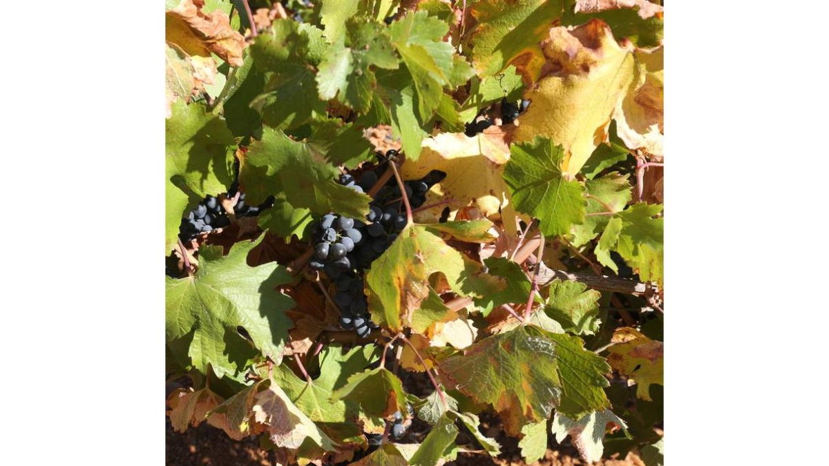 La uva, esencia del producto.