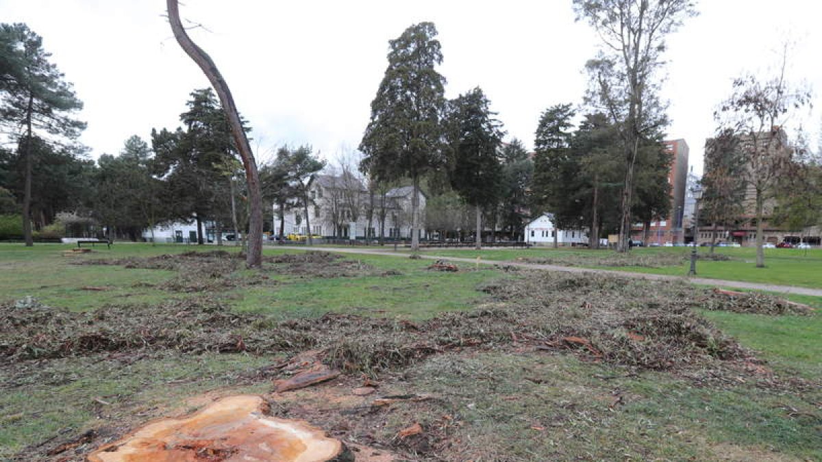 Árbol retirado con eucaliptos al fondo. ANA F. BARREDO