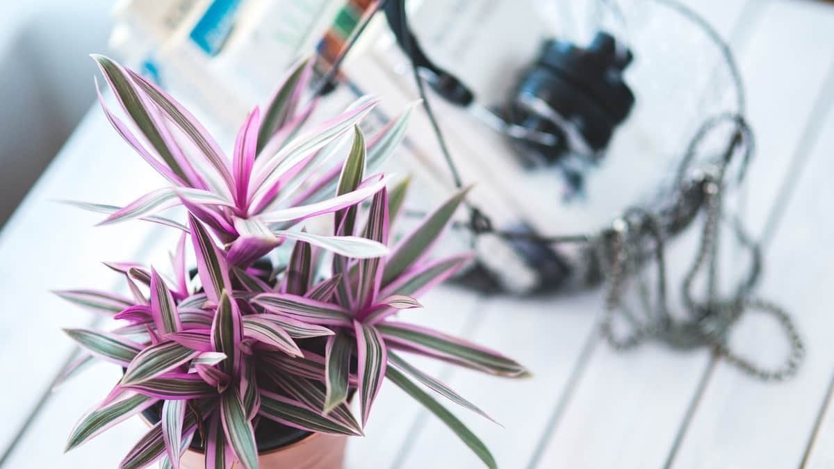 Cómo cuidar las plantas en otoño de forma fácil y sencilla