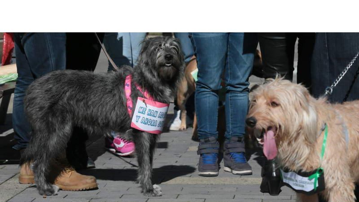 Los perros llevaban colgados carteles contra el abandono y el maltrato.