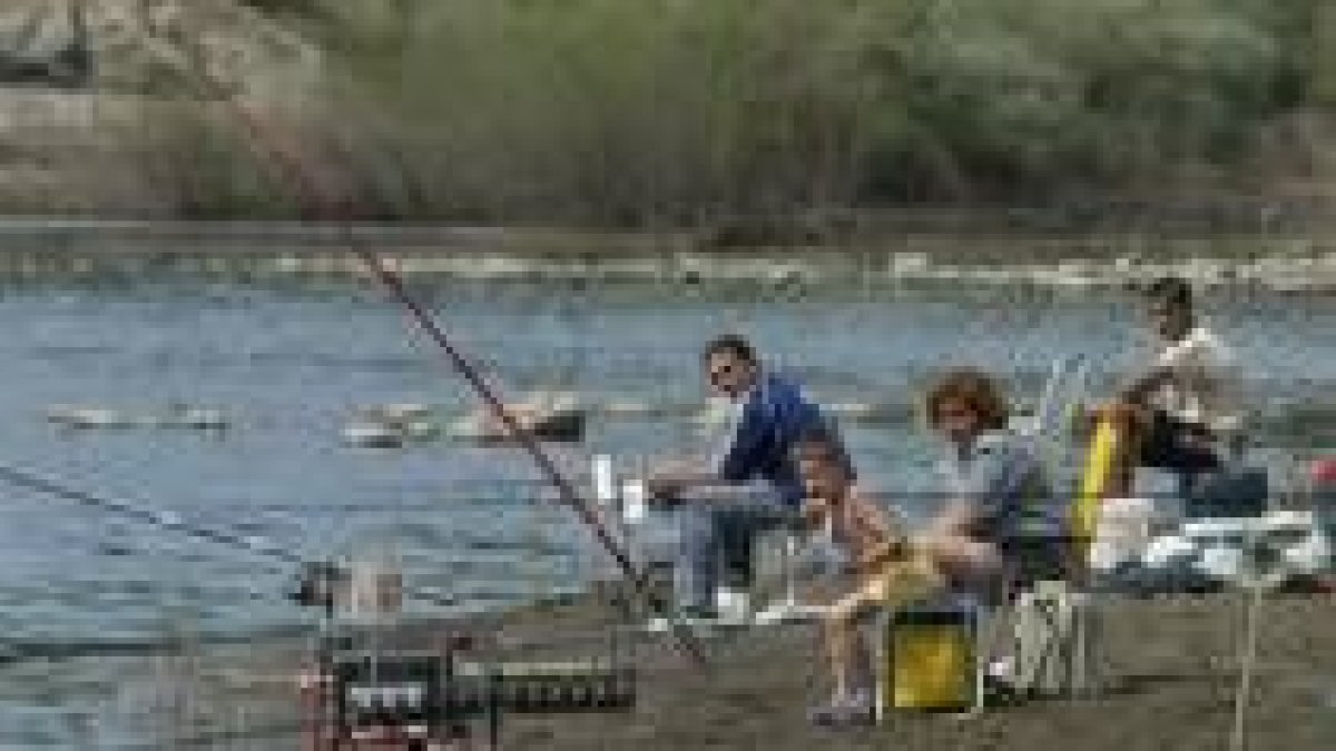 La cola del pantano de Bárcena volverá a llenarse de pescadores en busca de las carpas y la victoria