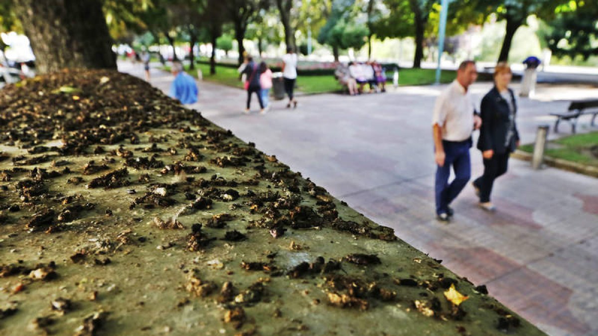 Los estorninos tienen predilección por el dormidero del paseo de la Condesa de Sagasta. RAMIRO