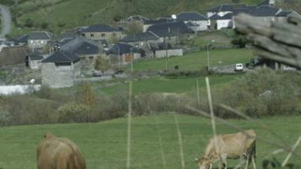 Vacas pastando en Balouta, con el pueblo al fondo.