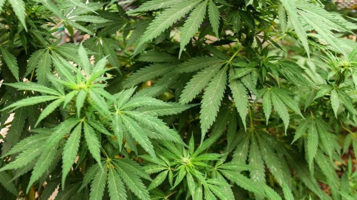 Imagen de archivo de una planta de marihuana. JOZÉ PAZOS