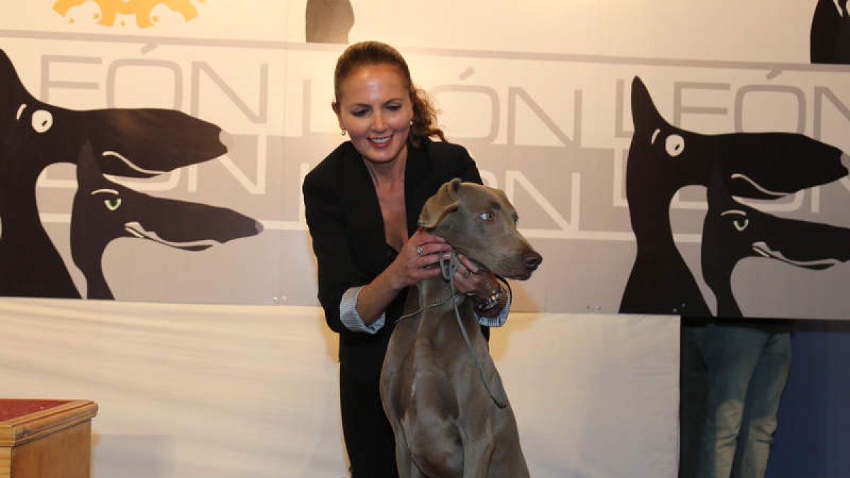 Caniche gigante participando en la exhibición.