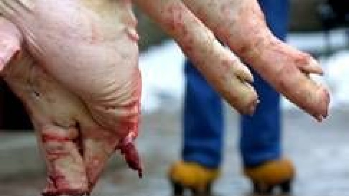 Las madreñas, el gocho colgáu y una buena helada: no hay duda, es tiempo de matanza
