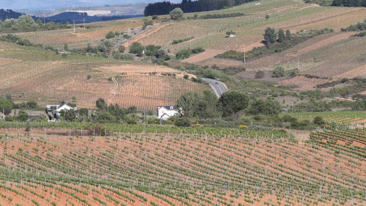 Imagen de nuevas plantaciones de viñedos amparados bajo la DO Bierzo. L. DE LA MATA