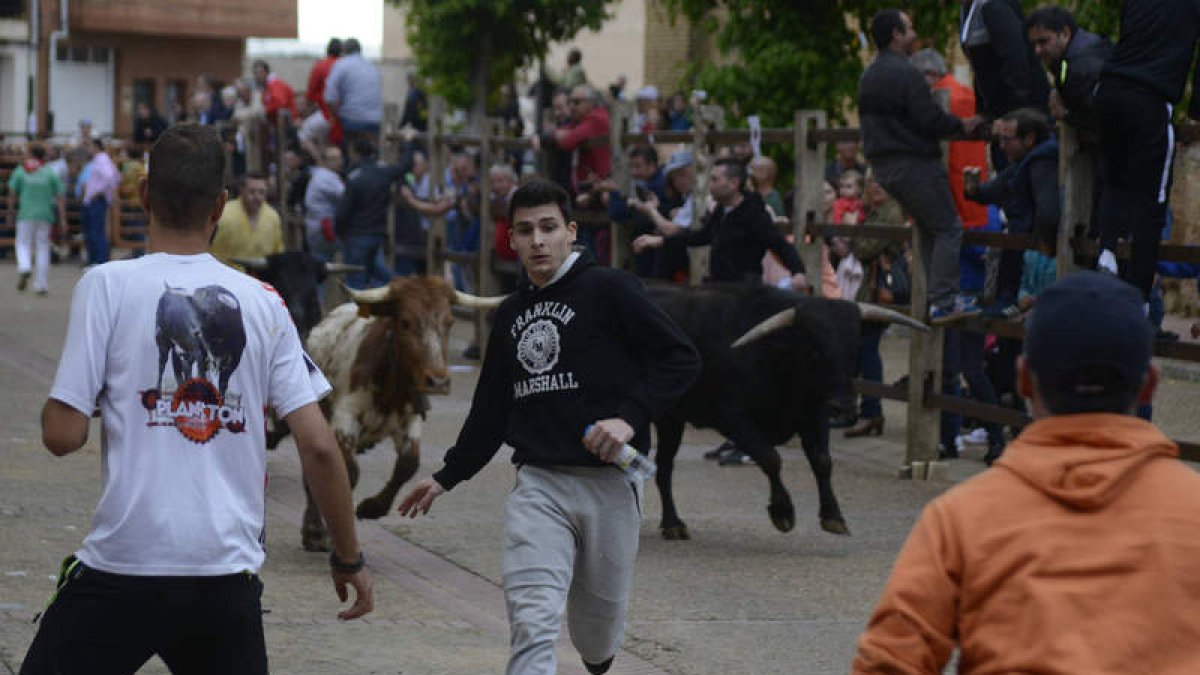 Los corredores esquivan la llegada de los novillos en el segundo encierro de las fiestas. ACACIO DÍAZ