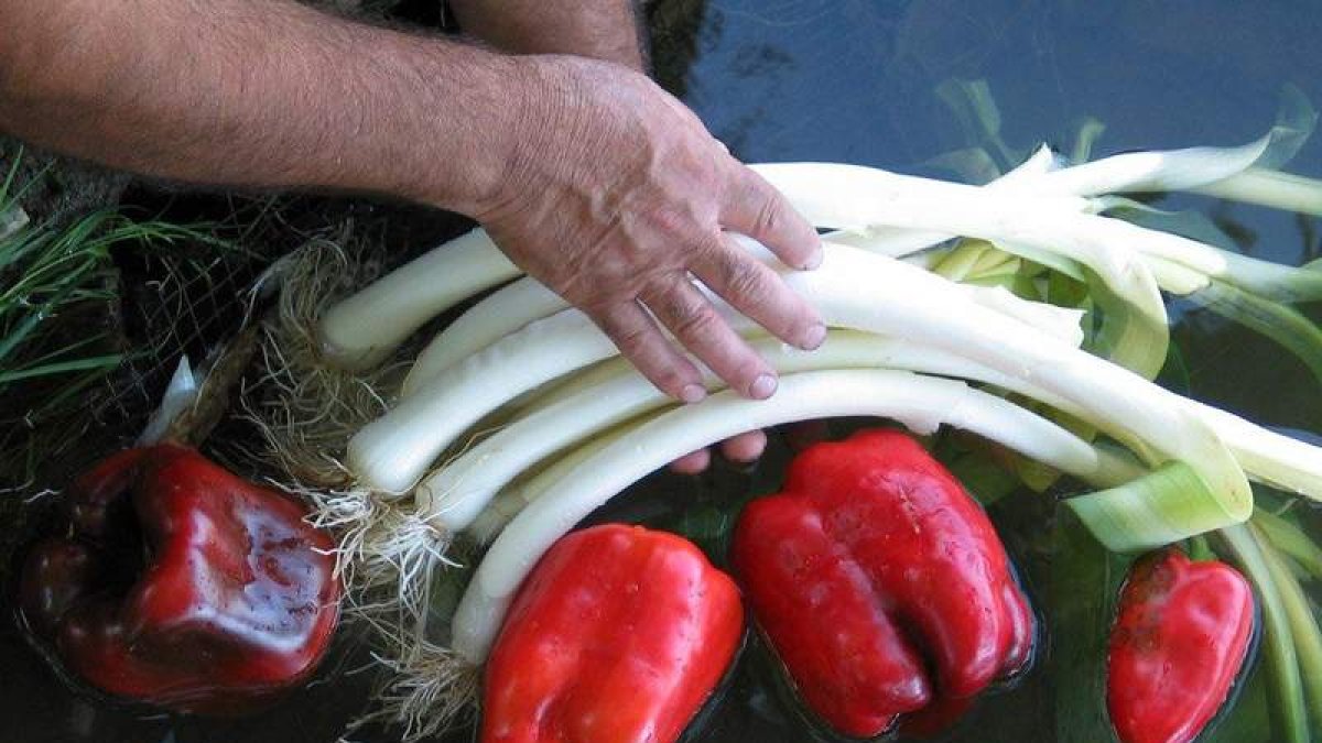 El puerro será la estrella de la comarca este fin de semana.