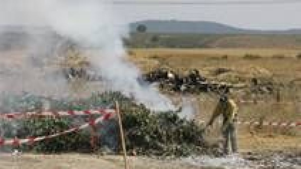 Un operario se encarga de destruir los frutales con fuego bacteriano al lado de la capital leonesa