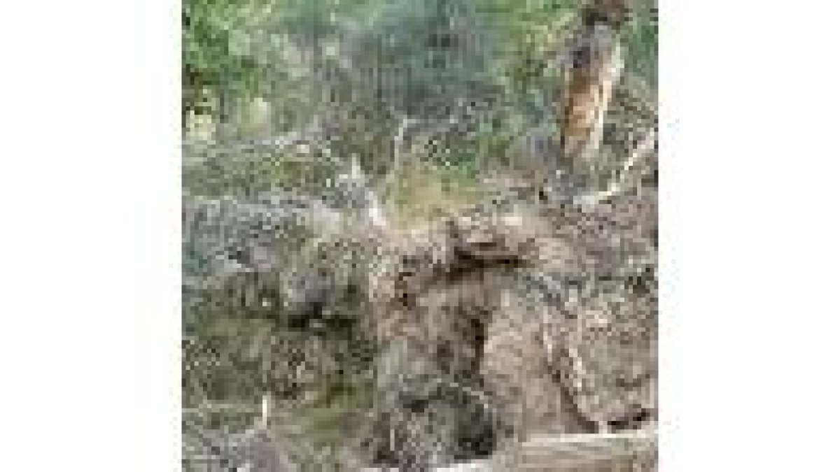 Imagen de un roble centenario derribado por una de las pistas