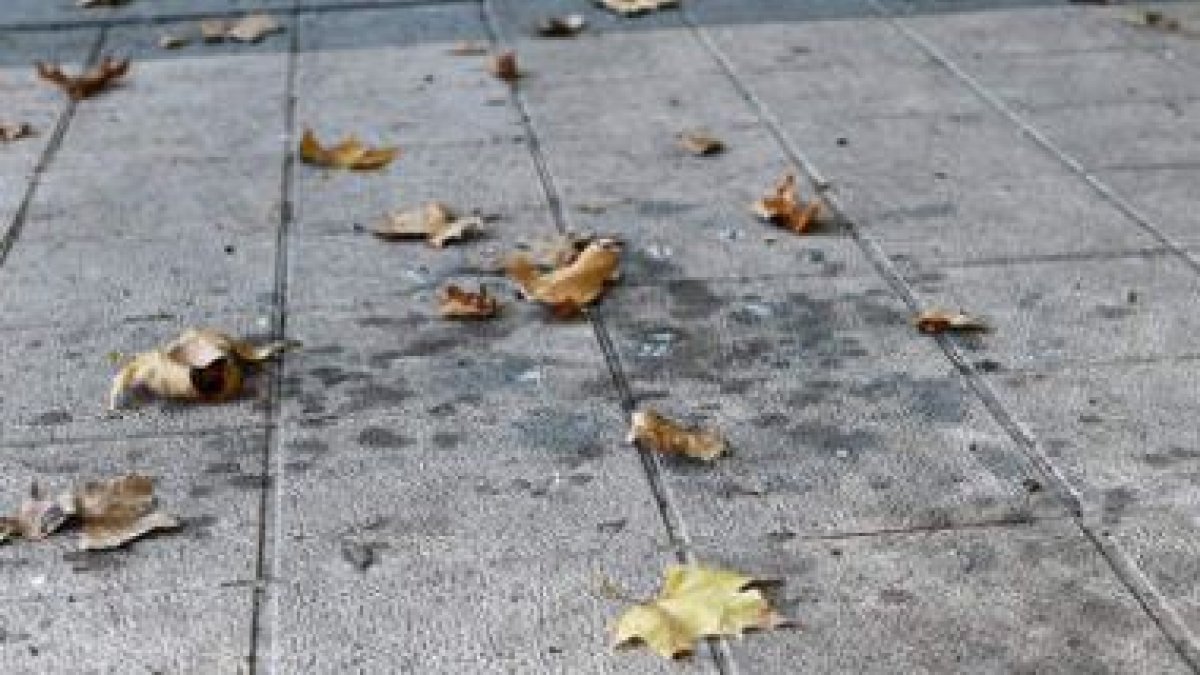 El del Parque es otro de los paseos donde se ceban los pájaros.