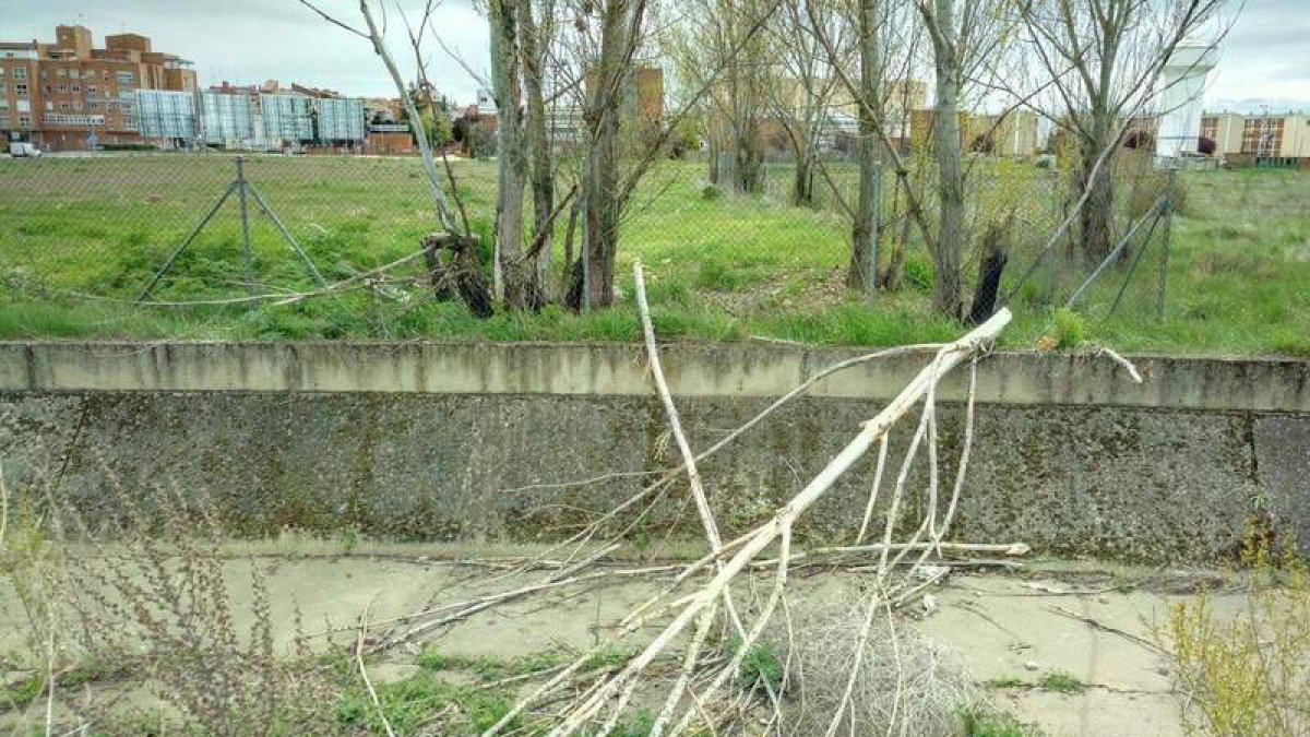 IU cree que las ramas y la maleza del canal del Carbosillo deben limpiarse de forma inmediata. DL