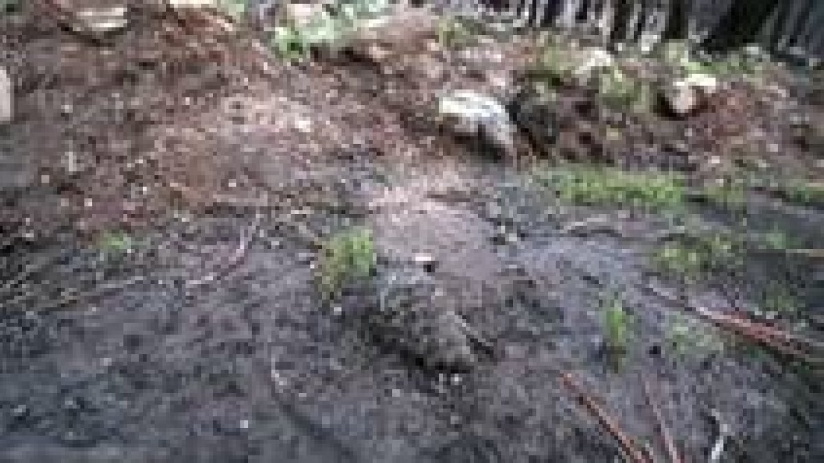 El monte calcinado hace siete años se va regenerando de forma natural, sin tratamientos de apoyo