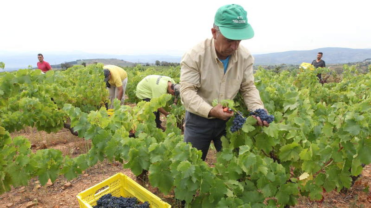 Vendimiadores en el Bierzo, en una imagen de archivo.