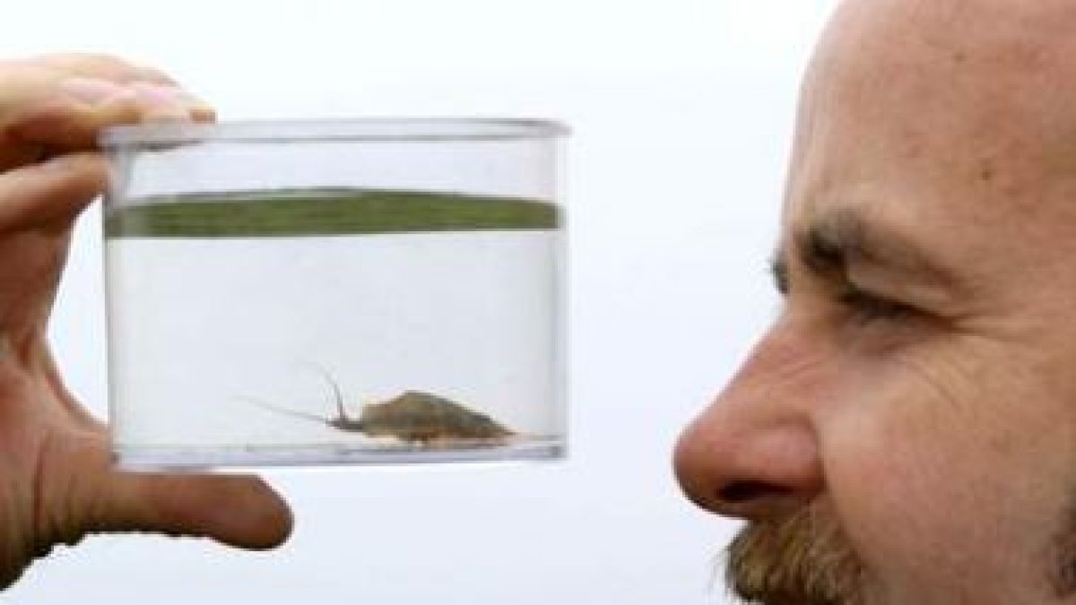 La gamba «Triops cancriformis» es el ser vivo más viejo.