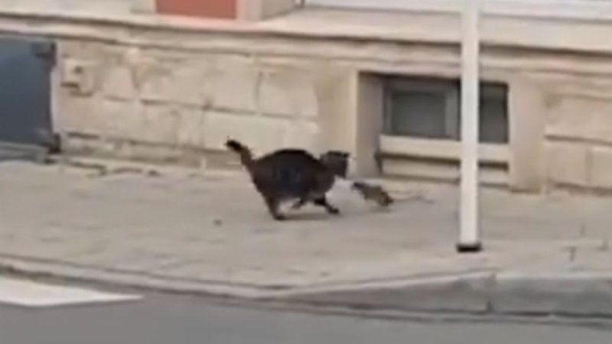 Una rata atacando al gato.