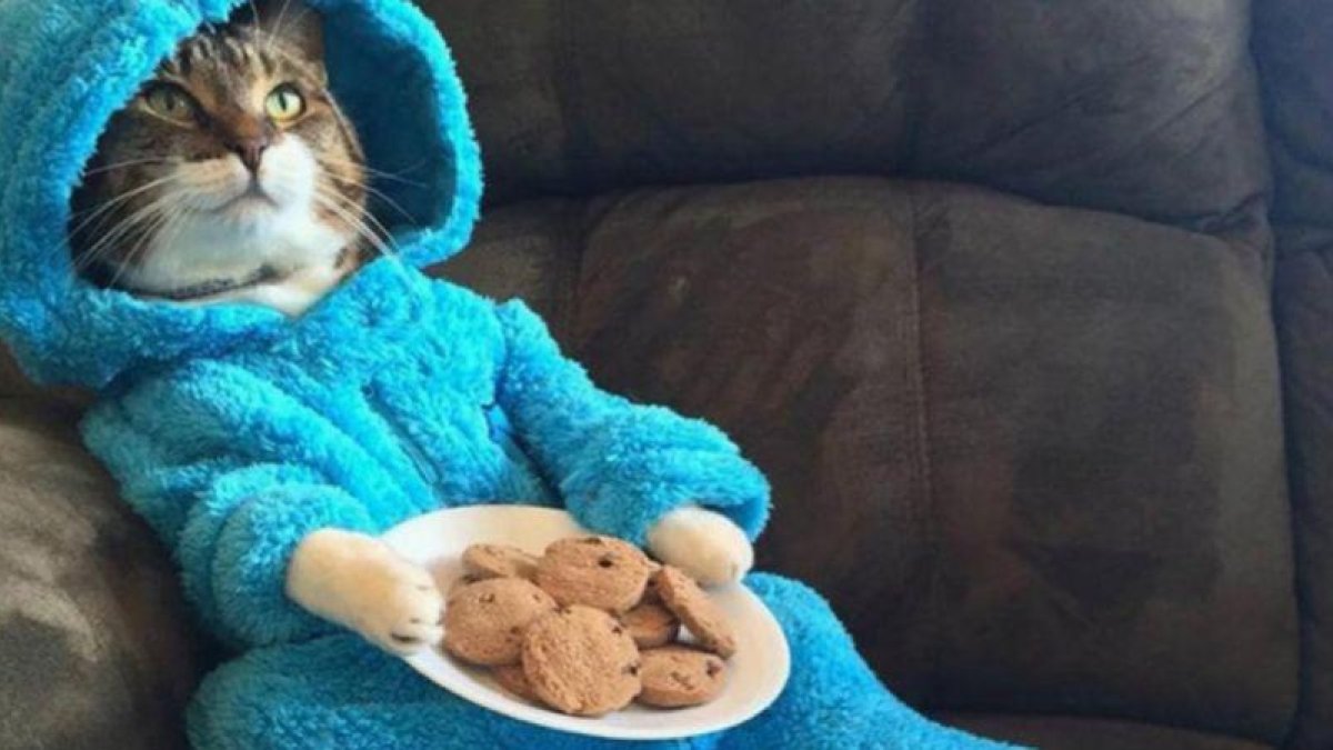 El gato en pijama protagonista de la historia.
