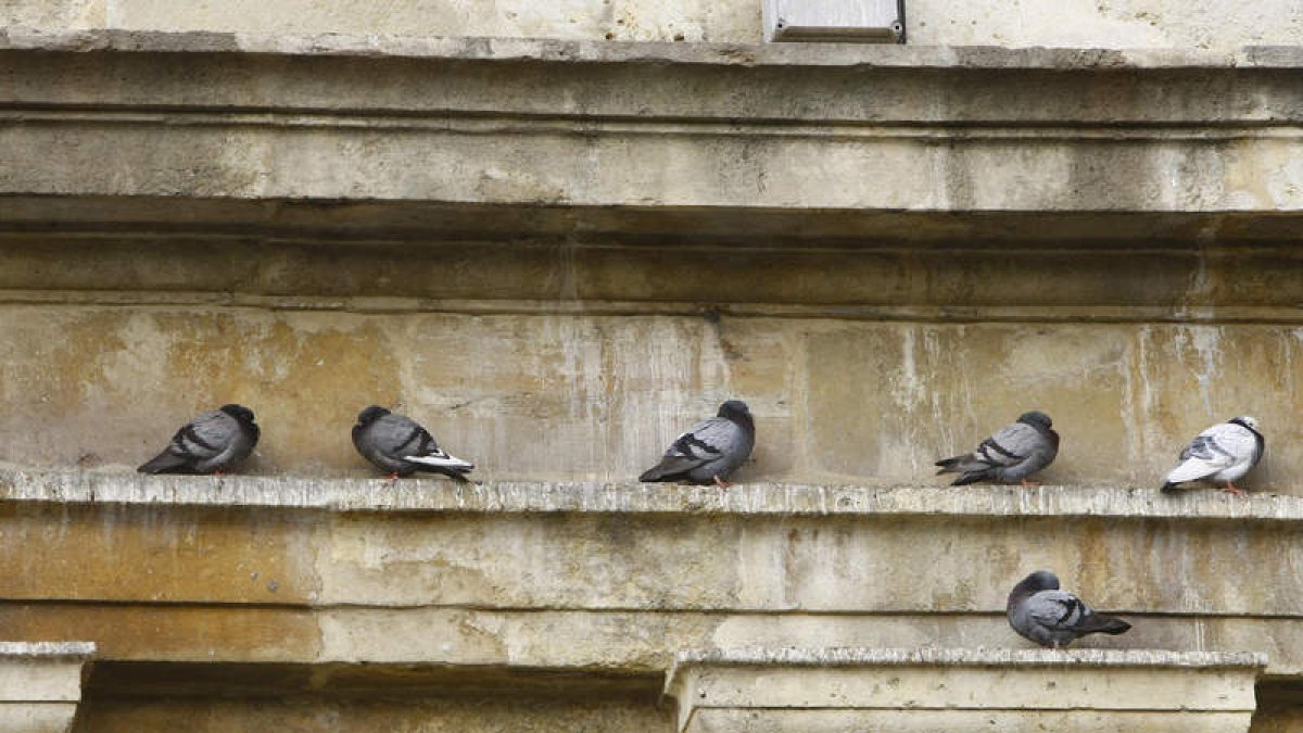 Palomas en la cornisa de un edificio de León.
