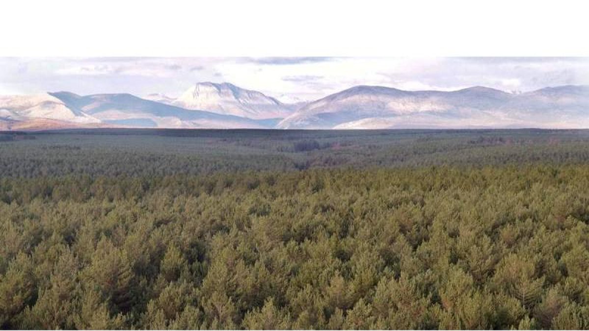 El monte de Riocamba, en Sahagún, ejemplo de gestión sostenible.