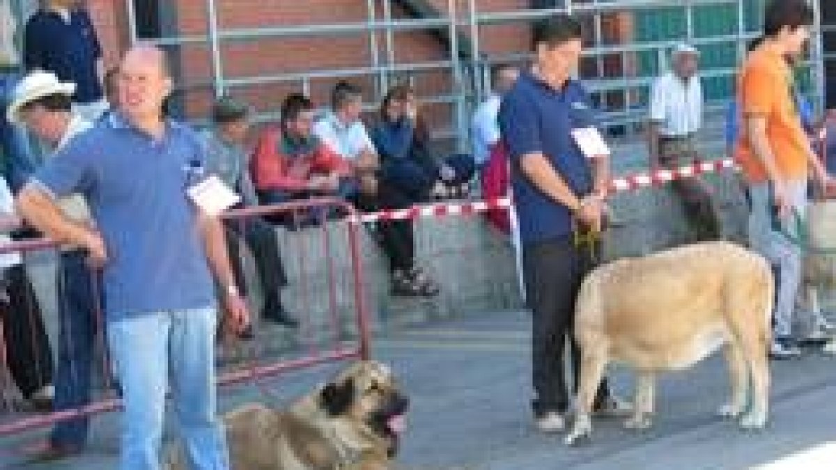 curiosos