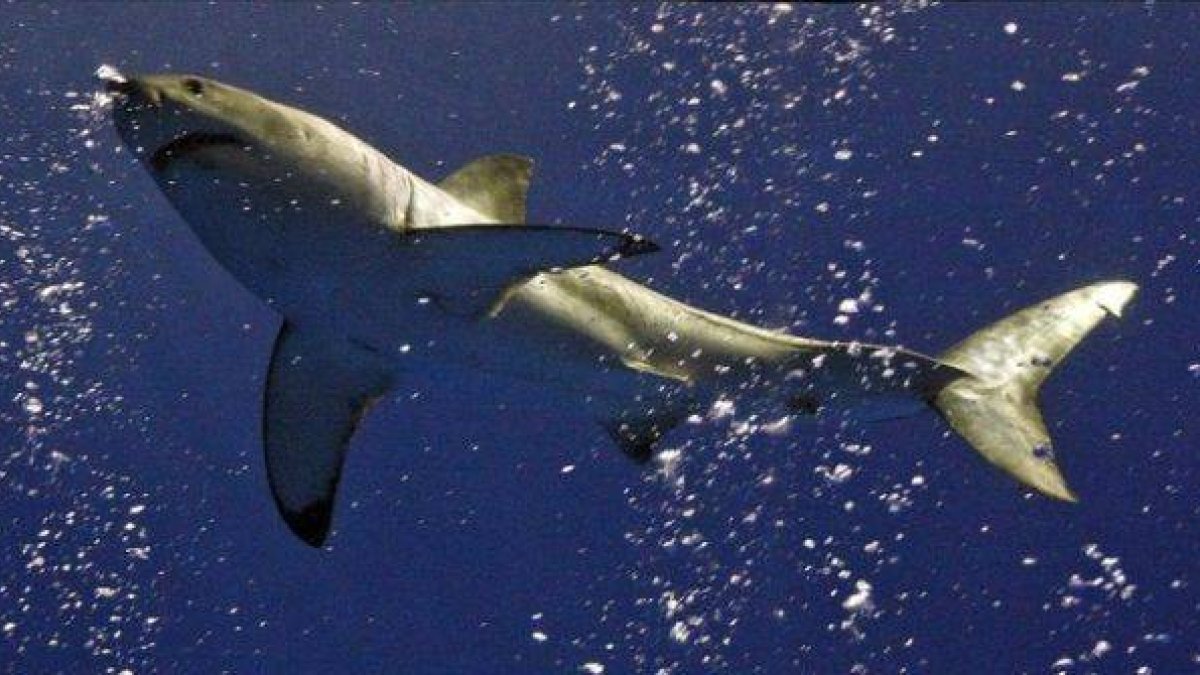 Una hembra de tiburón blanco.