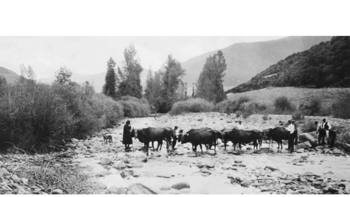 Cuatro parejas de bueyes y vacas extraen de la Riguera Bichera una gran piedra que serviría como pila o comedero.