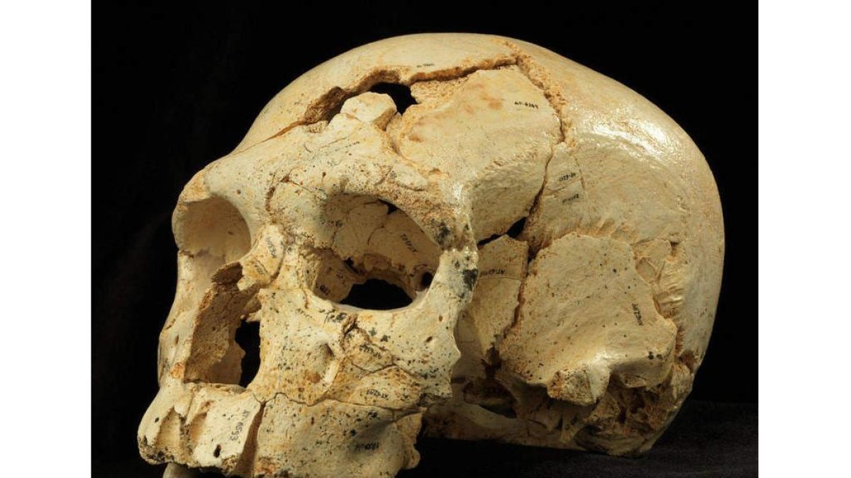 El cráneo ‘del delito’ hallado en Atapuerca