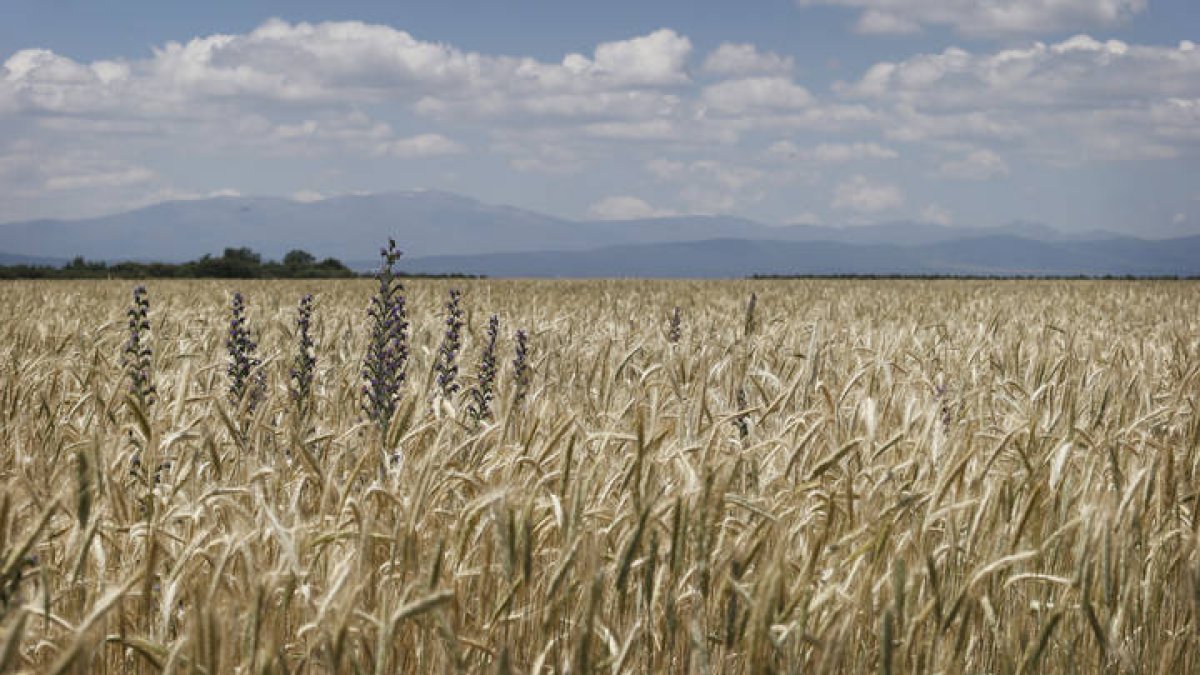 El trigo, del que procede el gluten. JESÚS F. SALVADORES
