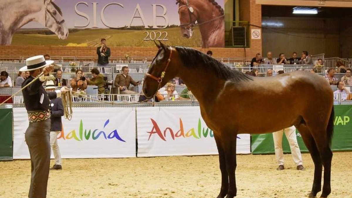 Lisonjero de Vida en un momento de su puesta en escena en el Campeonato del Mundo de Caballo de Pura Raza Española. TERE RUIZ DE LOPERA