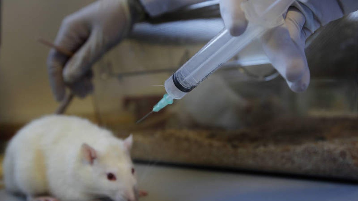La modécula ha resultado eficaz en los ratones transgénicos portadores de genes humanos. JESÚS F. SALVADORES