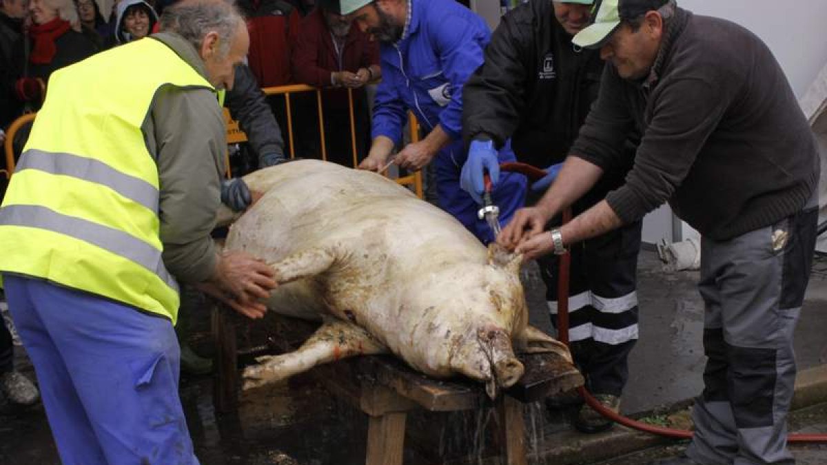 Los matarifes limpian el animal antes de abrirlo.