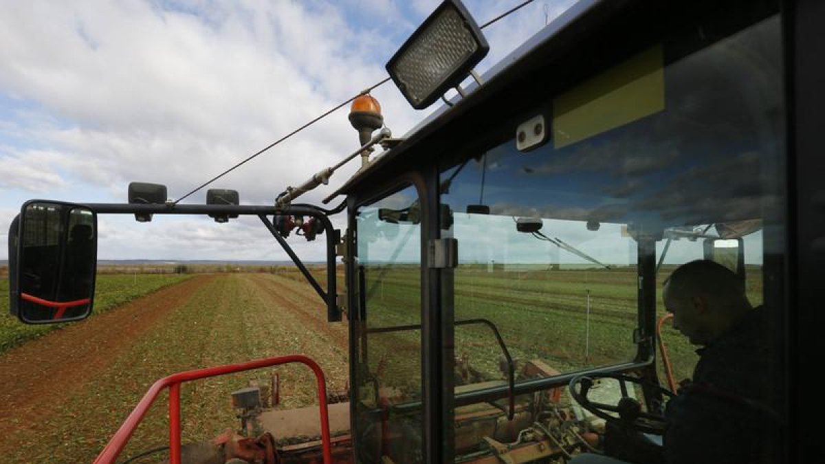 Un agricultor en un campo de remolacha en la provincia.
