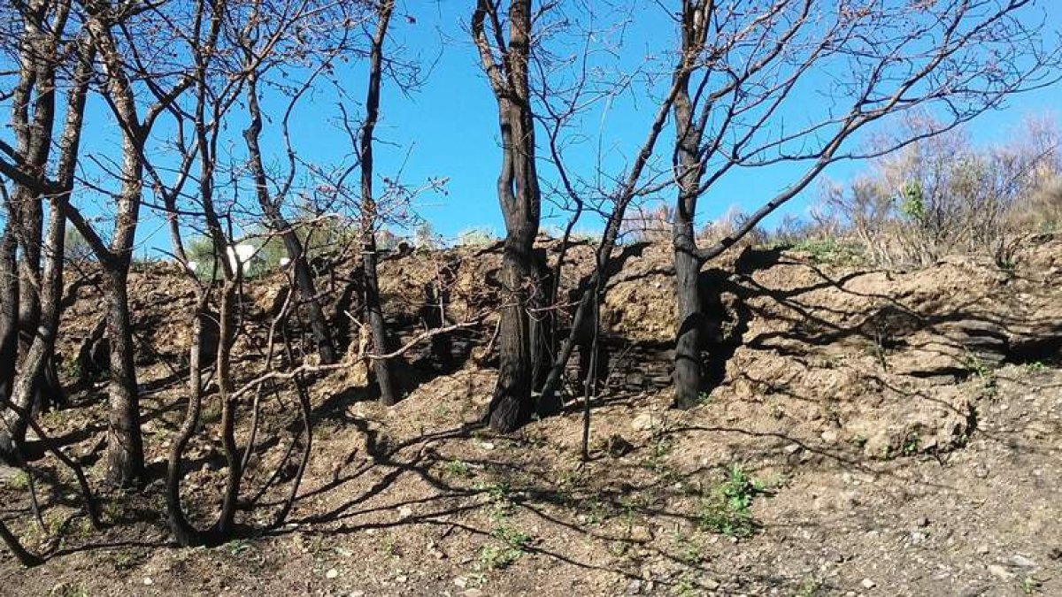 El incendio ha sacado a la luz terrazas como las de la fotografía, junto a un colmenar de «abejas agresivas», advirtió Valderas. DL