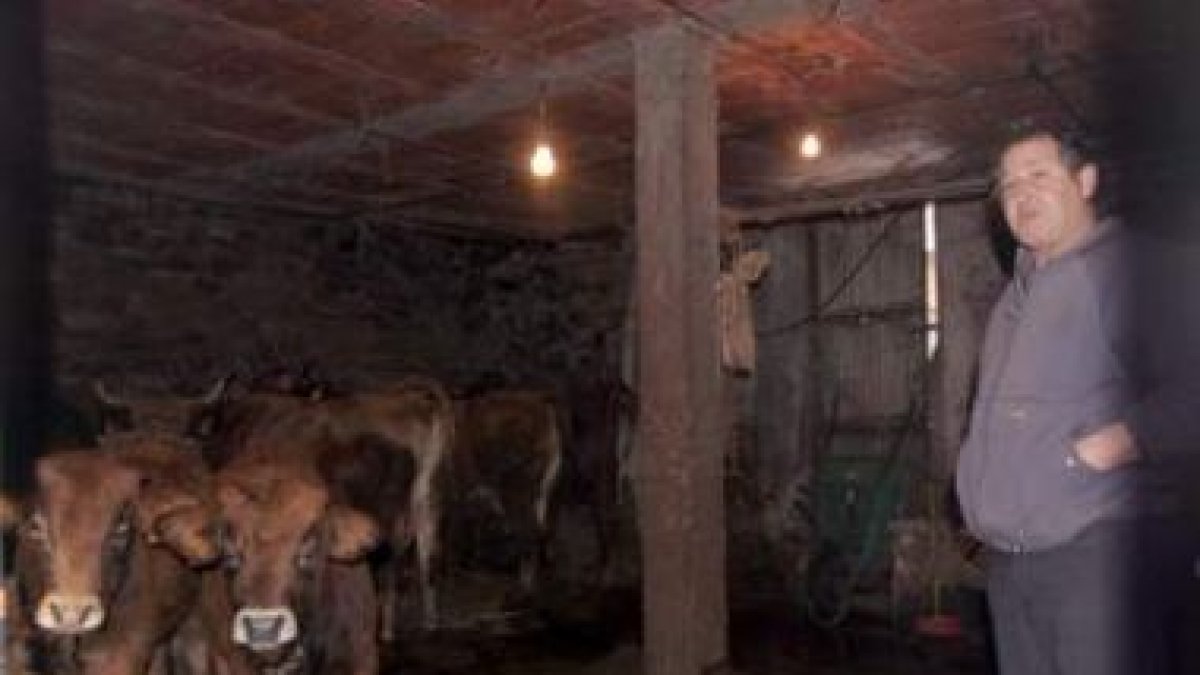 Ramón Martínez, la semana pasada con las vacas que todavía mantenía en su estableo de Valseco
