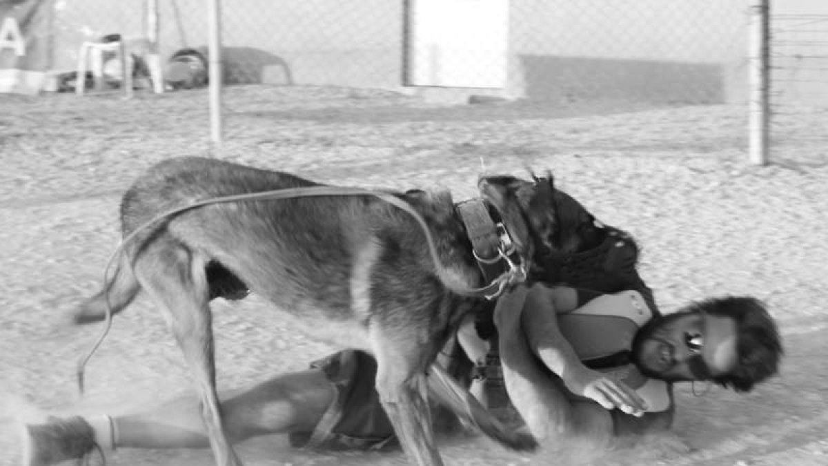 Detalle de la labor del perro ante los agresores. ESCAN