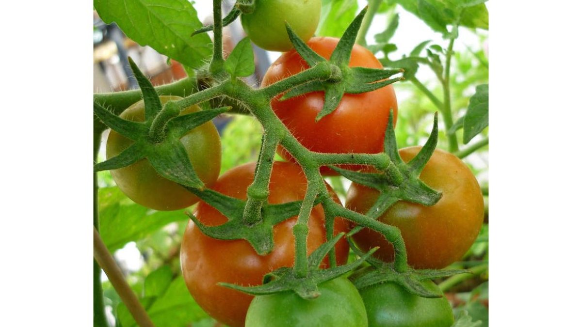Las plantas son capaces de avisar a otras cuando son atacadas por orugas. unam
