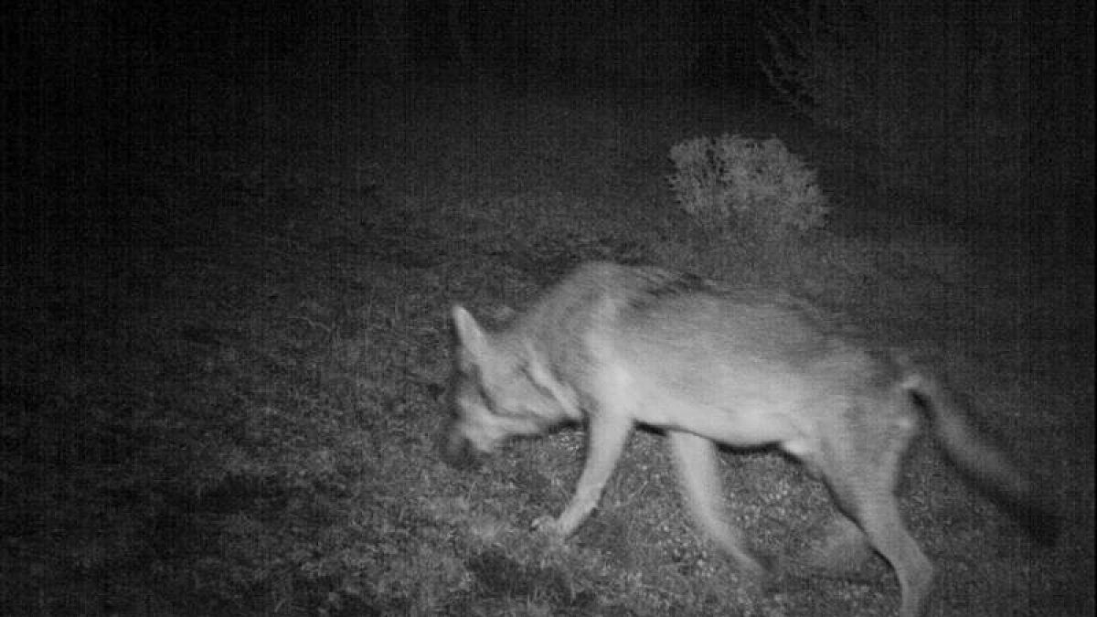 Un lobo captado en plena noche de cacería por una cámara en una zona rural. efe