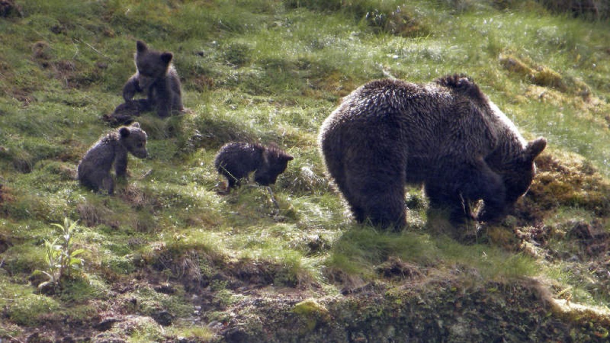 La población de osos alcanza cifras que hacen ver que sí es posible su recuperación. EFE