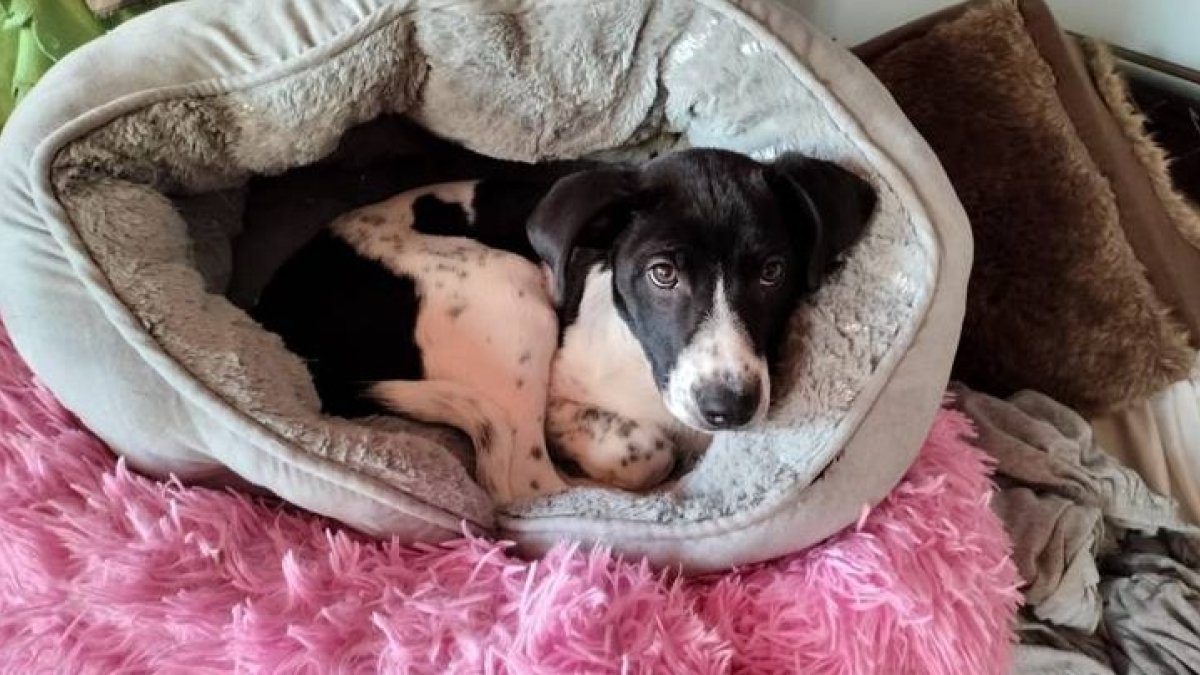 Rigoberta, la perra que murió ahogada en un pozo sin tapar. DL