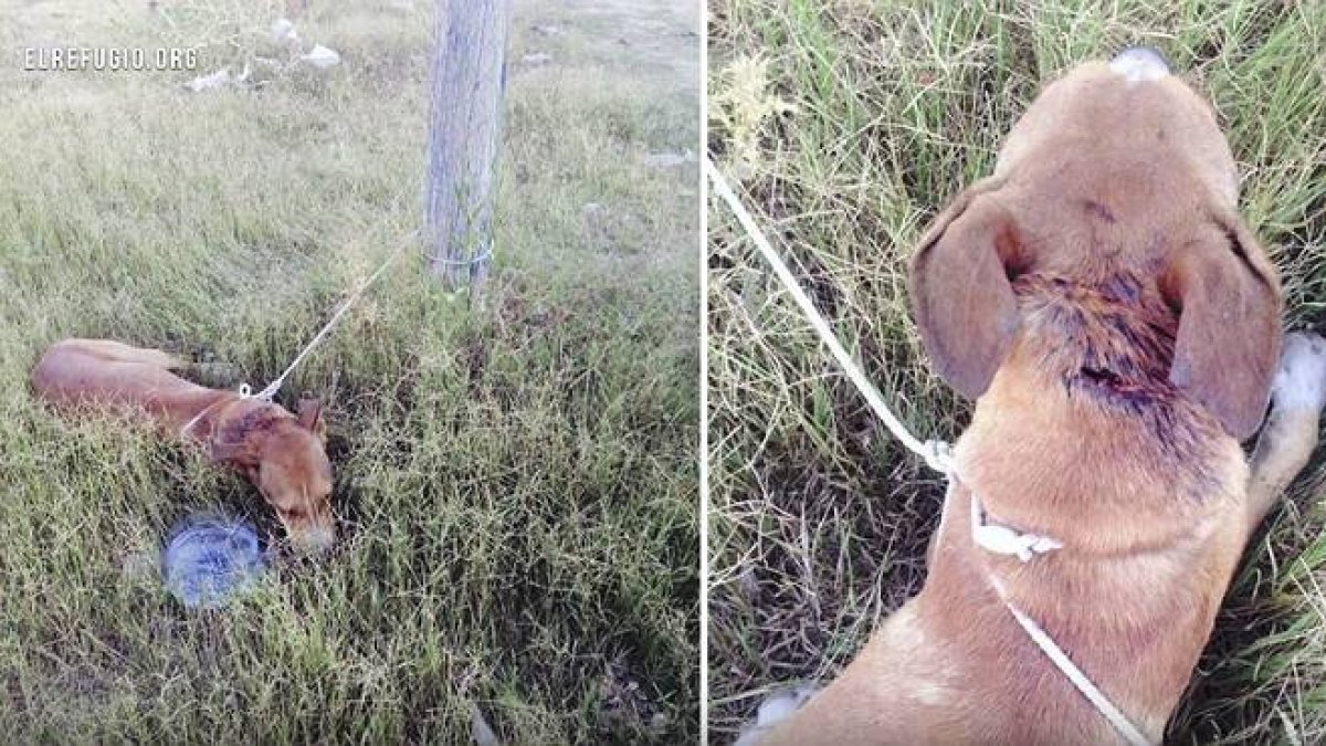 Naif fue hallado con una puñalada en la nuca y atado a un poste.