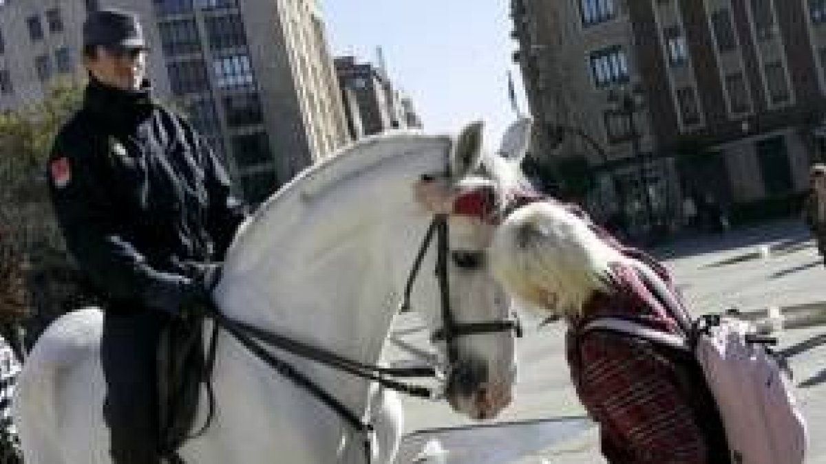 Policemen on horses caught the attention of tourists and passers-by around San Marcos